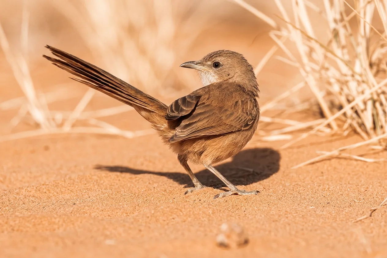 Fulvous Babbler beside dry grasses on sandy desert ground